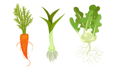 Fresh Vegetables with Rootstock and Top Leaves Vector Set