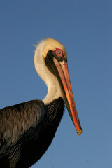 A portrait of a pelican in the Florida Keys