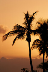 Romantic coconut Palm Trees silhouetted at sunset in Florida
