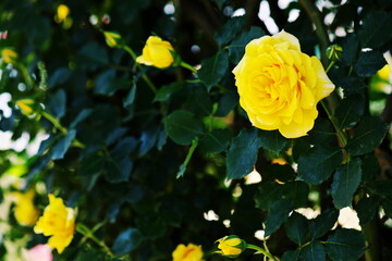 趣味のバラ栽培で花が咲く