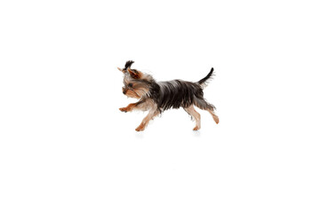 Jumping. Little Yorkshire terrier dog is playing. Cute playful doggy or pet isolated on white studio background. Concept of motion, movement, pets love. Looks happy, delighted, funny. Copyspace for ad