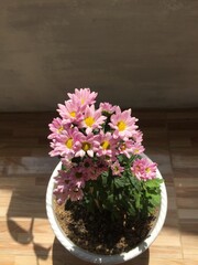 flower in a pot