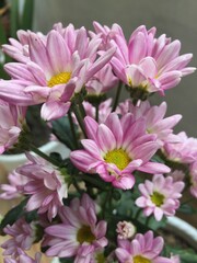 Fototapeta premium pink and white dahlia