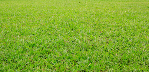 green grass field