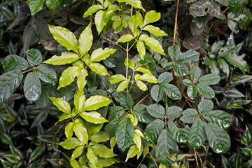 Creeper plant at 