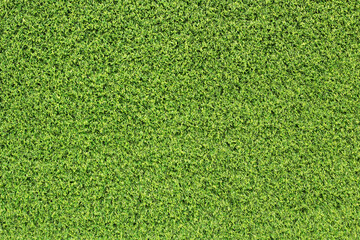 Fototapeta premium green grass background
