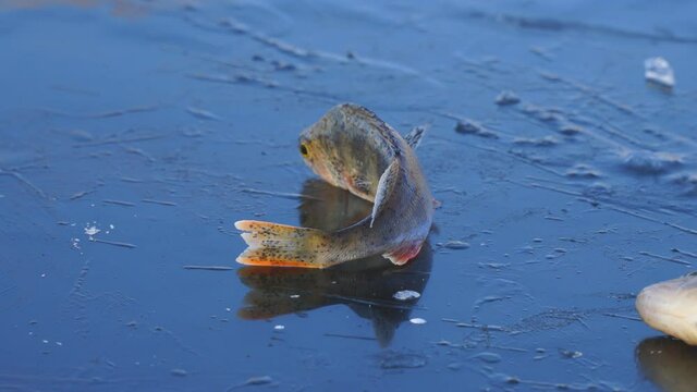 River perch, sick with postodiplostomiasis, caught on winter fishing, lies on the ice