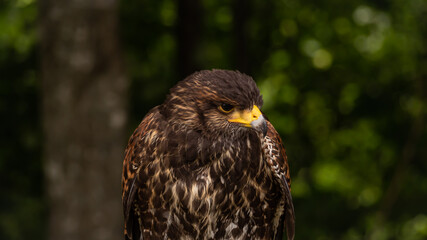 Portrait of Hawk harris (Parabuteo) observes the surroundings