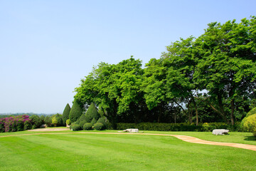 trees in the park and green grass