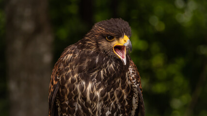 Portrait of Hawk harris (Parabuteo) shouting on the prey