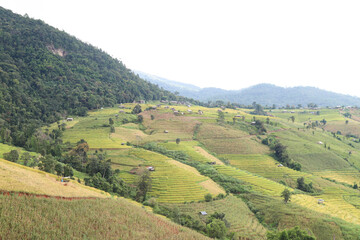 Fototapeta na wymiar Scenery of golden rice field and cottages on mountainous area.