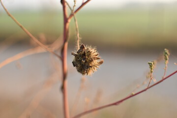 Wild Dry Flower in Country Side area Punjab