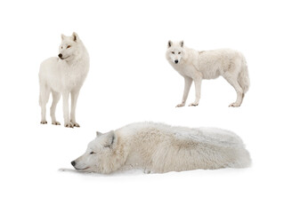 A white arctic wolf lies in the snow during snowfalls.