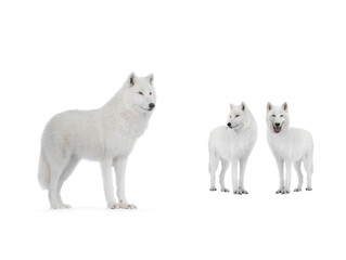 Polar wolfs isolated on a white background.