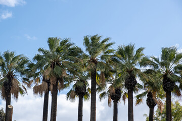 Fototapeta na wymiar Palm trees against blue sky background. Sunny day