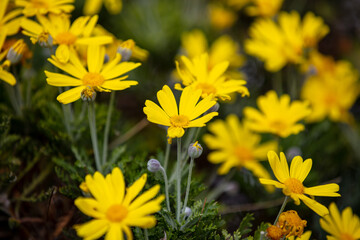 Daisies wild flowers yellow color field, background