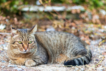 Lonely stray cat in winter.