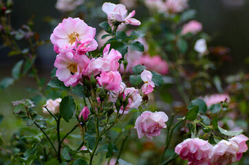 pink flowers in the garden
