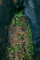 green moss on the stone