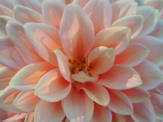 Fototapeta premium OLYMPUS DIGITAL CAMERA