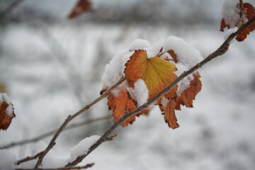 autumn leaves in the snow