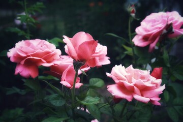 Beautiful pink roses in the garden