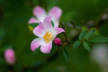 Obraz premium close up of pink flower