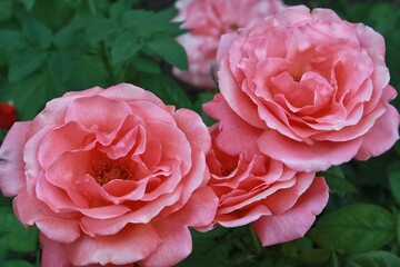 Beautiful pink roses in  the garden