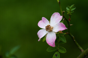 pink flower