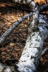 Fototapeta na wymiar Tree trunk in the forest