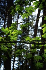 Maple green leaves in the forest