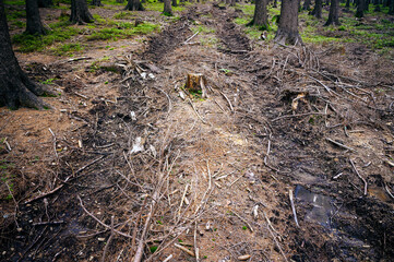 Tracked tracks after logging equipment in the forest.