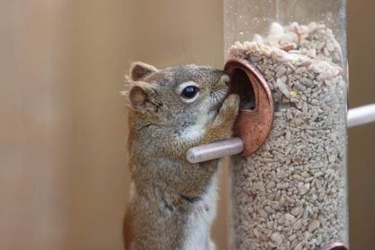 A Closeup Of A Sneaky Squirrel Eating Out Of A Bird Feeder