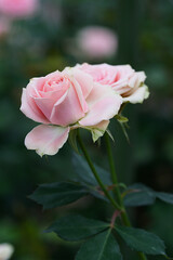 pink rose