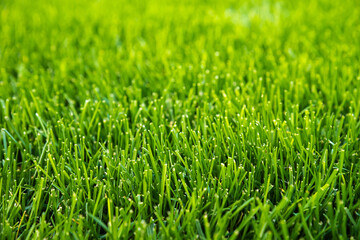 Green grass background. Vivid green football grass for decoration or design.The front view on natural freshly cut grass golf field. Grass texture.