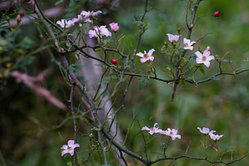pink flowers in the garden