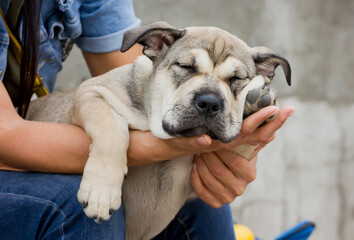 Dog Cadebo Breed Puppy Sleeping On Arms Sunny Day