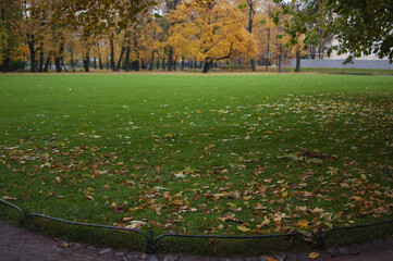 autumn leaves in the park