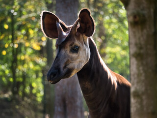Close-up of an okapi, forest giraffe or zebra giraffe - obrazy, fototapety, plakaty