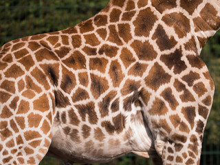 Textured brown and white giraffe print