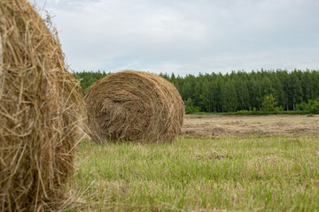 Twisted bale of hay on green forest background, idyllic rural landscape, summer harvest, rural life horizontal