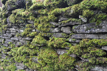 green moss on a stone