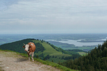 Fototapeta na wymiar Cow at famous Kampenwand mountain in Chiemgau Alps, Bavaria, Germany