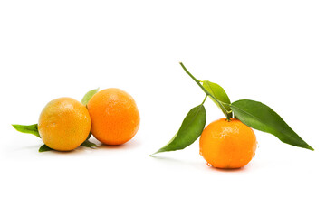 Ripe fresh tangerines on a branch with leaves covered with dew drops isolated on white background	
