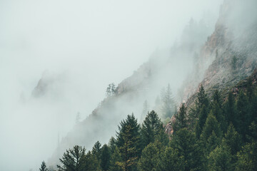 Gloomy foggy scenery with rocky mountain behind coniferous trees in low cloud. Atmospheric ghostly...
