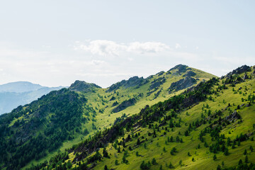 Obraz premium Scenic alpine landscape with green mountainside with conifer forest and big crags. Vivid green mountain scenery with coniferous trees and big rocks on hillside. Big stones and trees on steep slopes.