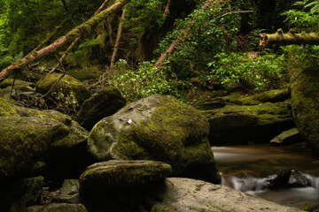 River in the forest. Green summer woodland and creek, long exposure photo, silky water, sharp rocks