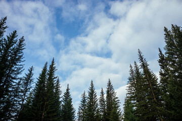 Silhouettes of fir tops on background of clouds. Atmospheric minimal forest scenery. Tops of green coniferous trees against cloudy blue sky. Nature backdrop with firs and sky. Woody mystery landscape.