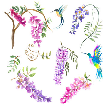 Watercolor illustration. Set of wisteria flowers on branches and hummingbirds. Blooming twigs of wisteria in lilac and pink flowers.