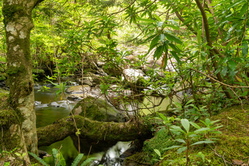 River in the forest. Green summer woodland and creek, long exposure photo, silky water, sharp rocks
